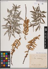 Foto von Salix eleagnos Scop.